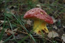 Boletus regius